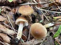 Inocybe oetziana