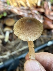 Inocybe oetziana