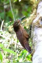 Xiphocolaptes promeropirhynchus