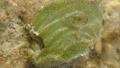 Image of Dolabrifera ascifera
