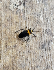 Platytylus bicinctus