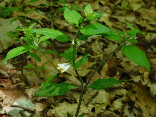 Narrowleaf cowwheat (Melampyrum lineare)