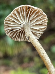 Pseudolaccaria