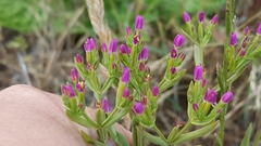 Zeltnera muehlenbergii