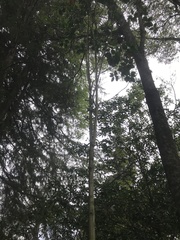 Cinchona officinalis