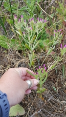 Zeltnera muehlenbergii