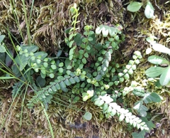 Asplenium trichomanes trichomanes
