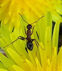 Formica pallidefulva