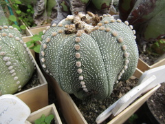 Astrophytum asterias