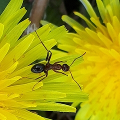 Formica pallidefulva