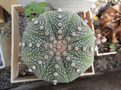Astrophytum asterias