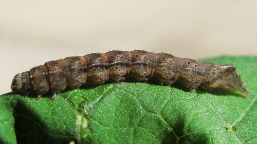 Ambiguous Moth photo 4