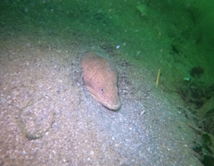 Echiophis brunneus