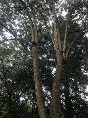 Aegiphila ferruginea