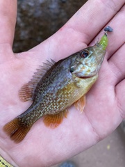Lepomis gibbosus × cyanellus