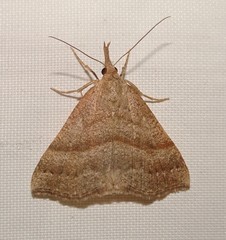 Hypena atomaria