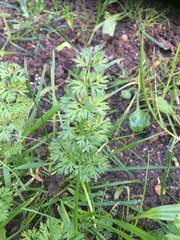 Daucus carota