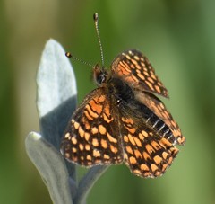 Chlosyne gabbii atrifasciata