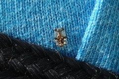 Corythucha juglandis