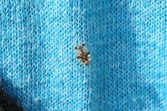 Corythucha juglandis