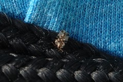 Corythucha juglandis