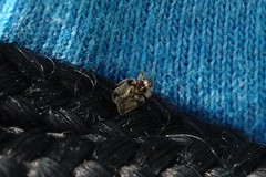 Corythucha juglandis