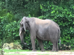 Elephantidae