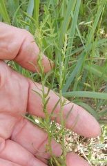 Dysodiopsis tagetoides