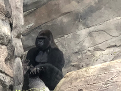 Gorilla gorilla