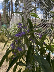 Solanum nitidum