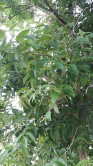 Lagerstroemia parviflora