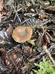 Rhodocybe aureicystidiata