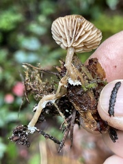 Rhodocybe aureicystidiata