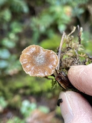 Rhodocybe aureicystidiata