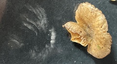 Rhodocybe aureicystidiata