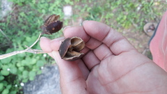 Lagerstroemia parviflora