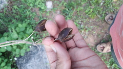 Lagerstroemia parviflora