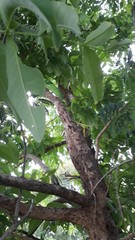 Lagerstroemia parviflora