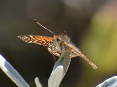 Chlosyne gabbii atrifasciata