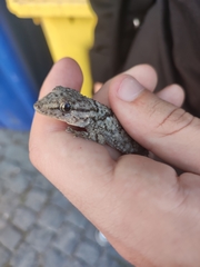 Tarentola mauritanica