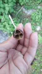 Lagerstroemia parviflora
