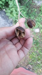Lagerstroemia parviflora