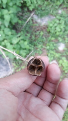 Lagerstroemia parviflora