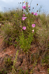 Agalinis genistifolia