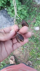 Lagerstroemia parviflora