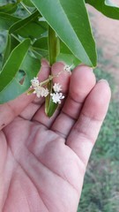 Lagerstroemia parviflora