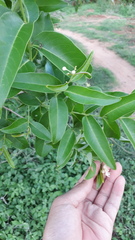 Lagerstroemia parviflora