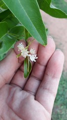 Lagerstroemia parviflora