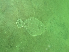 Paralichthys woolmani