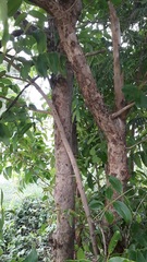 Lagerstroemia parviflora